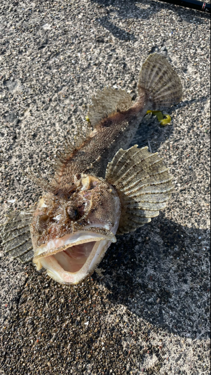 トウベツカジカ