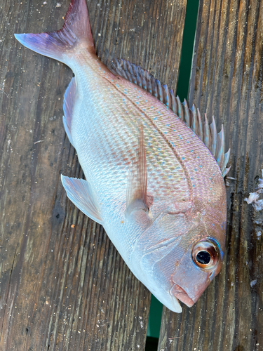 マダイの釣果