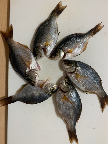 ウミタナゴの釣果