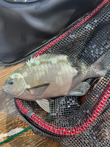 グレの釣果