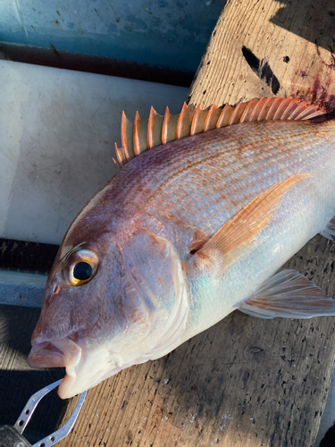 マダイの釣果