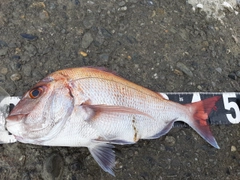 マダイの釣果