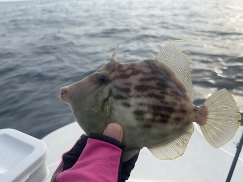 カワハギの釣果