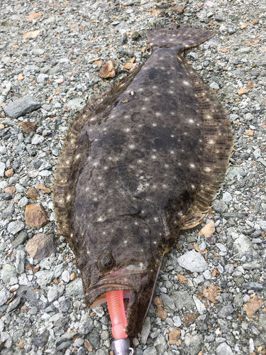 ソゲの釣果