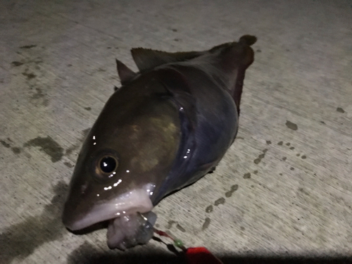 エゾイソアイナメの釣果