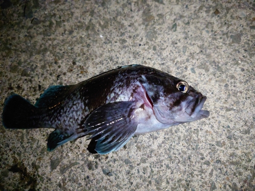 クロソイの釣果