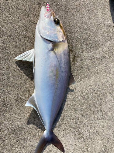 ショゴの釣果