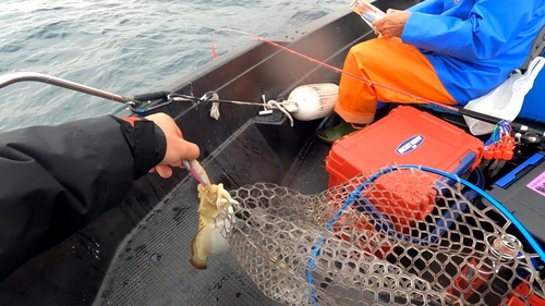 モンゴウイカの釣果