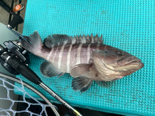 マハタの釣果