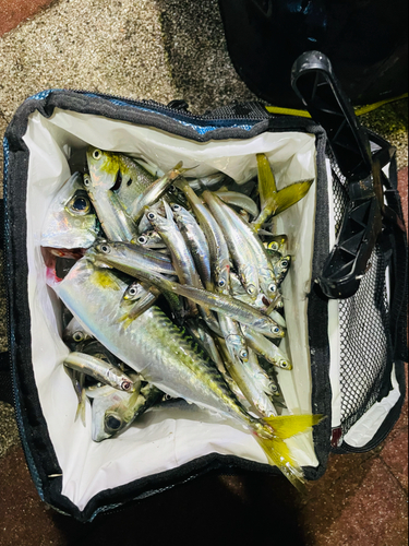 カタクチイワシの釣果