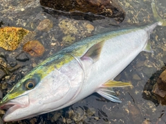 ハマチの釣果