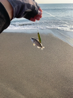 コトヒキの釣果