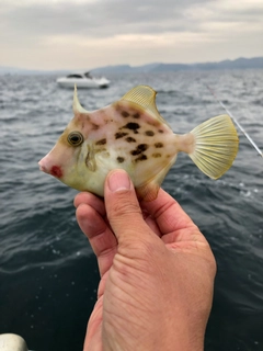 カワハギの釣果