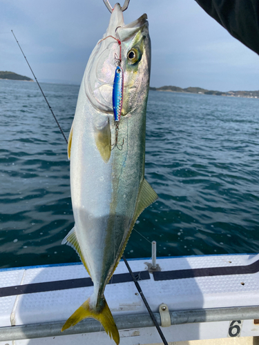 ハマチの釣果