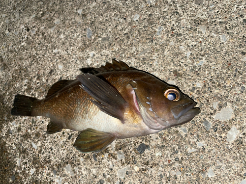 エゾメバルの釣果