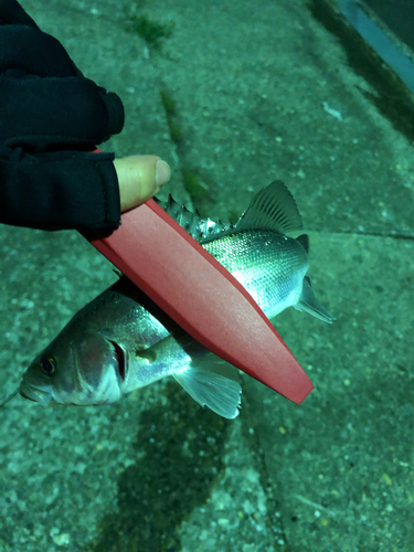 シーバスの釣果