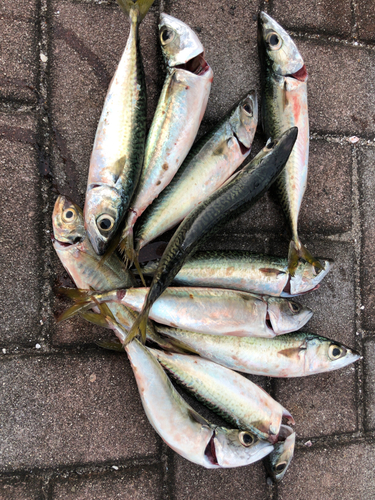 サバの釣果