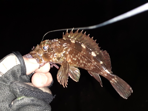 カサゴの釣果