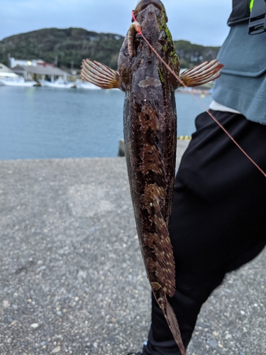 アイナメの釣果