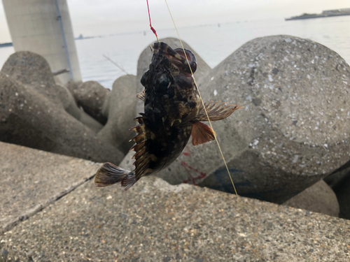 タケノコメバルの釣果