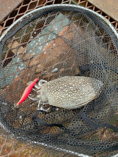 シリヤケイカの釣果