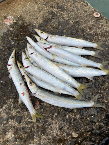 カマスの釣果