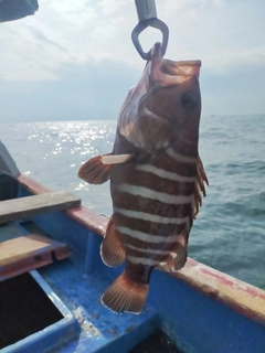 マハタの釣果