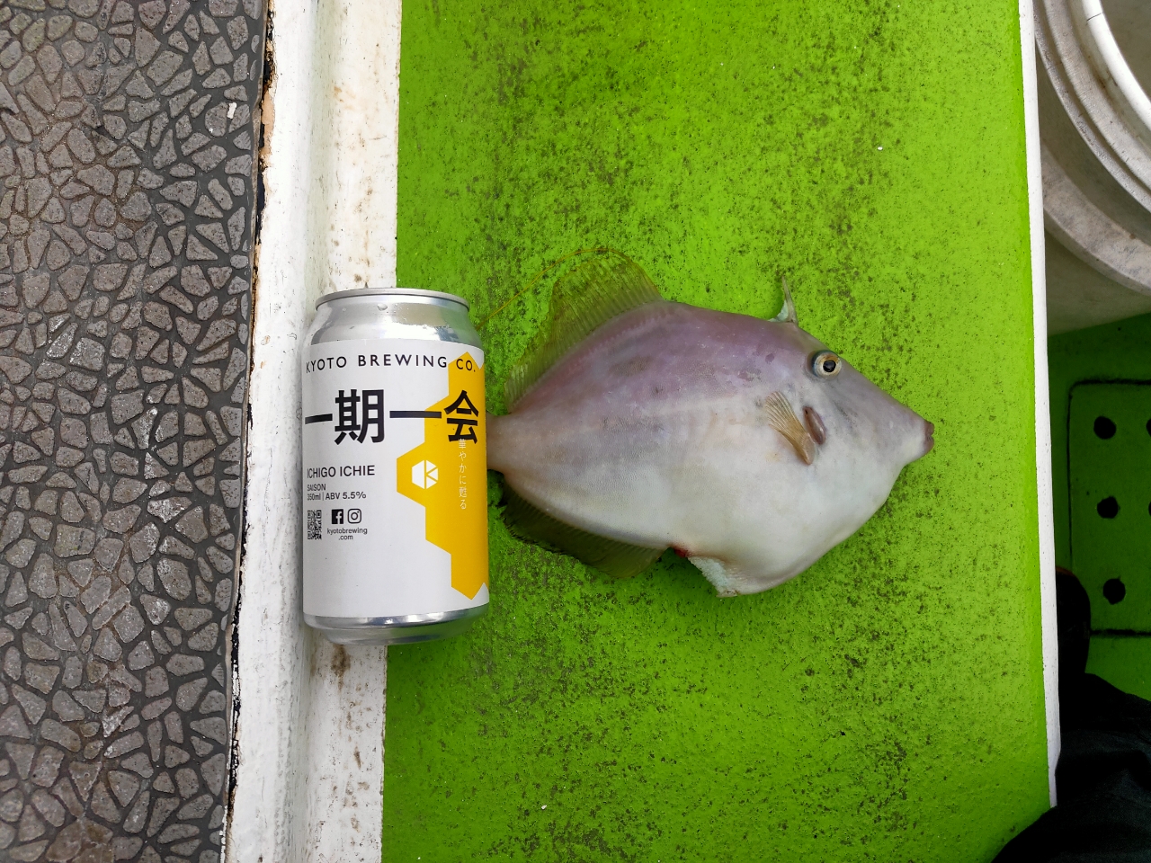 カワハギ