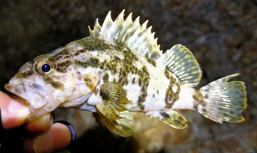 カサゴの釣果