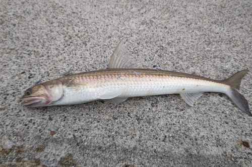 エソの釣果