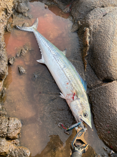 サワラの釣果