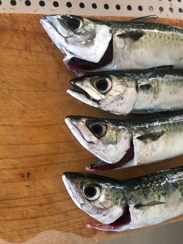 サバの釣果