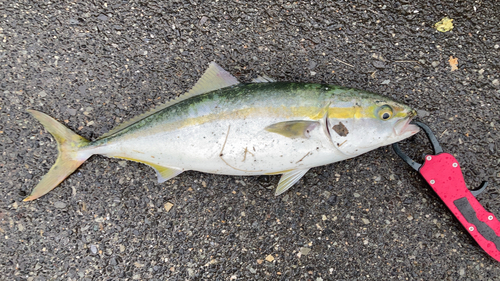 ハマチの釣果