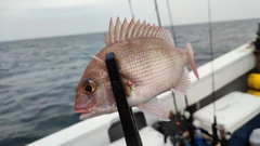 チャリコの釣果