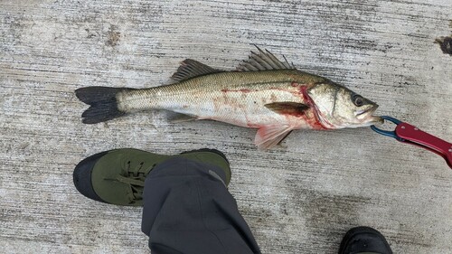 シーバスの釣果