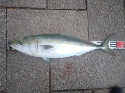 ブリの釣果