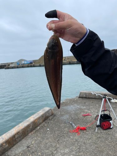 シタビラメの釣果