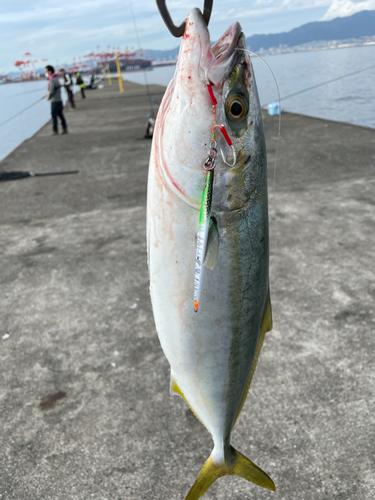 ハマチの釣果