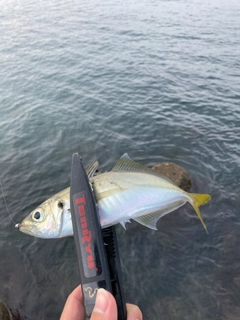 マアジの釣果