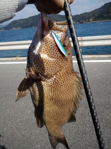 オオモンハタの釣果