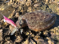 コウイカの釣果