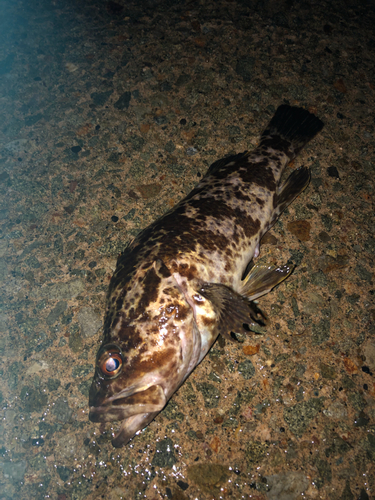 タケノコメバルの釣果