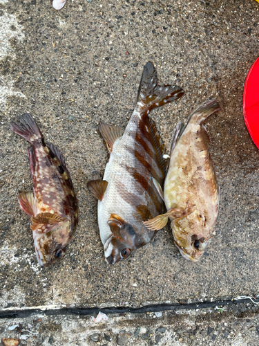 タカノハダイの釣果