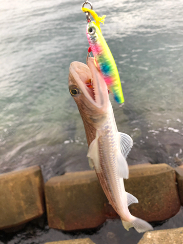 エソの釣果