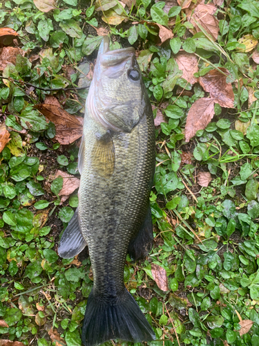 ラージマウスバスの釣果