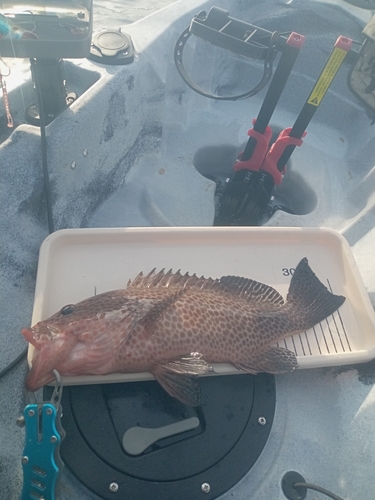 オオモンハタの釣果