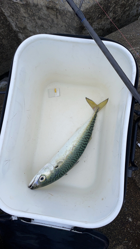 サバの釣果