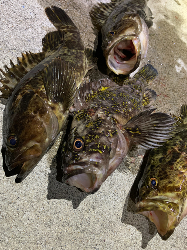 ベッコウゾイの釣果