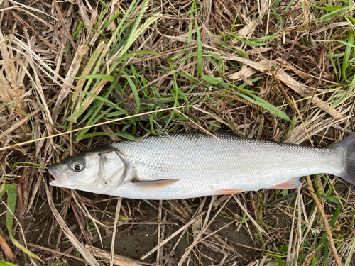 ウグイの釣果