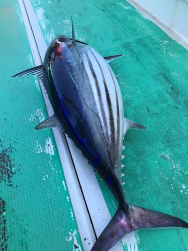 カツオの釣果